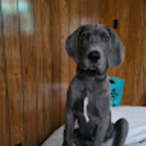 Meet your Posher, Holly